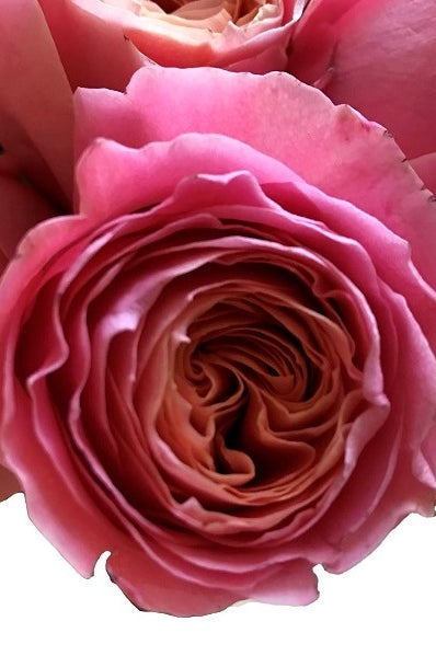 Coral Peach Garden Rose