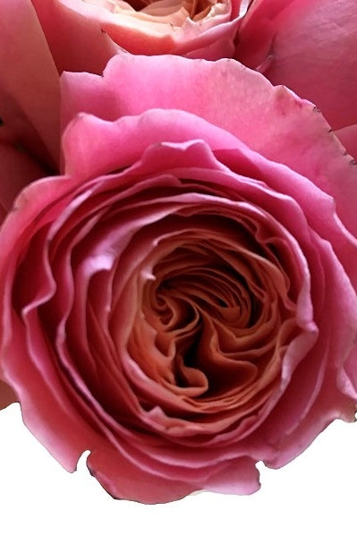 Coral Peach Garden Rose