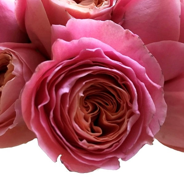 Coral Peach Garden Rose