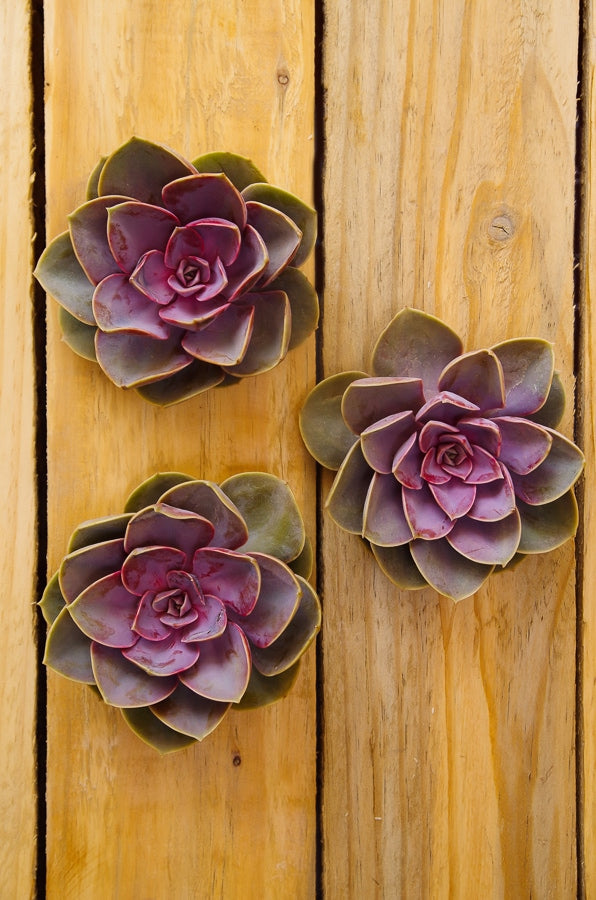 Rose Pink Succulents