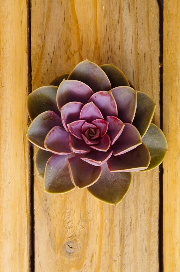 Rose Succulent Flower