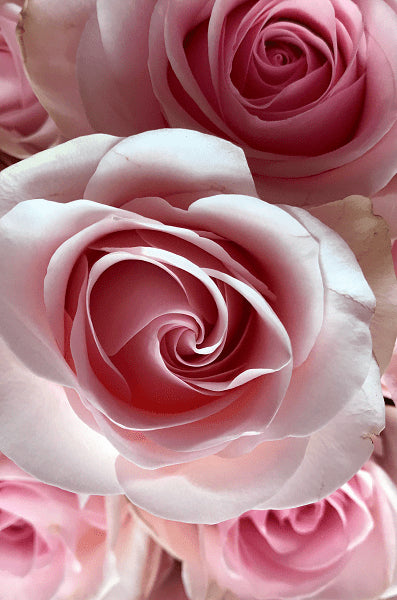 Novia Close Up