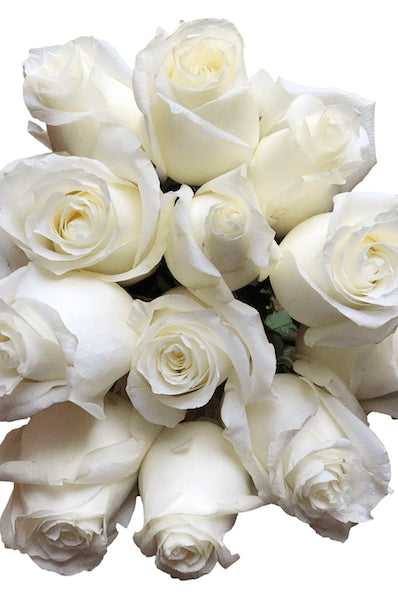 Proud Wedding Rose