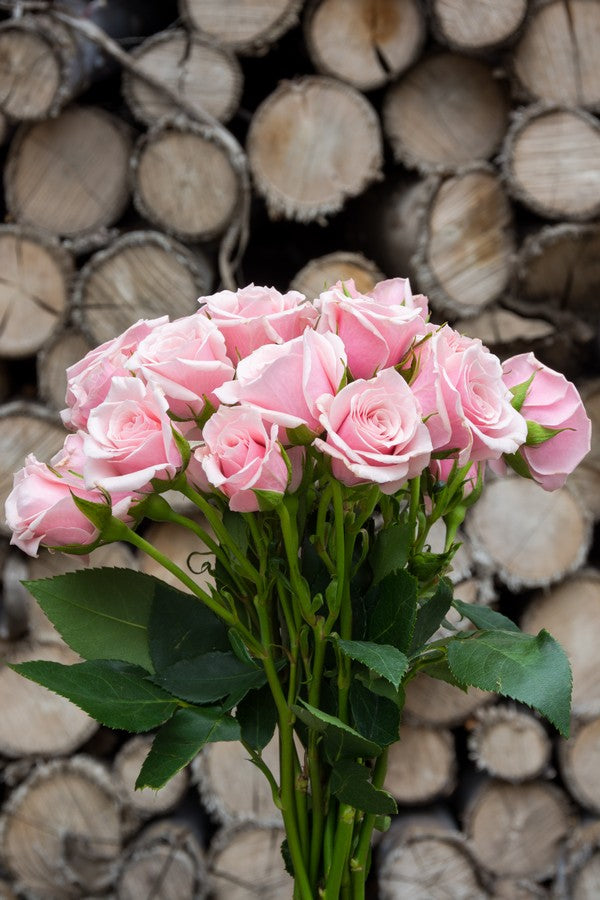 Light pink Spray roses
