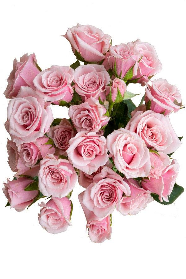 Light pink Spray roses