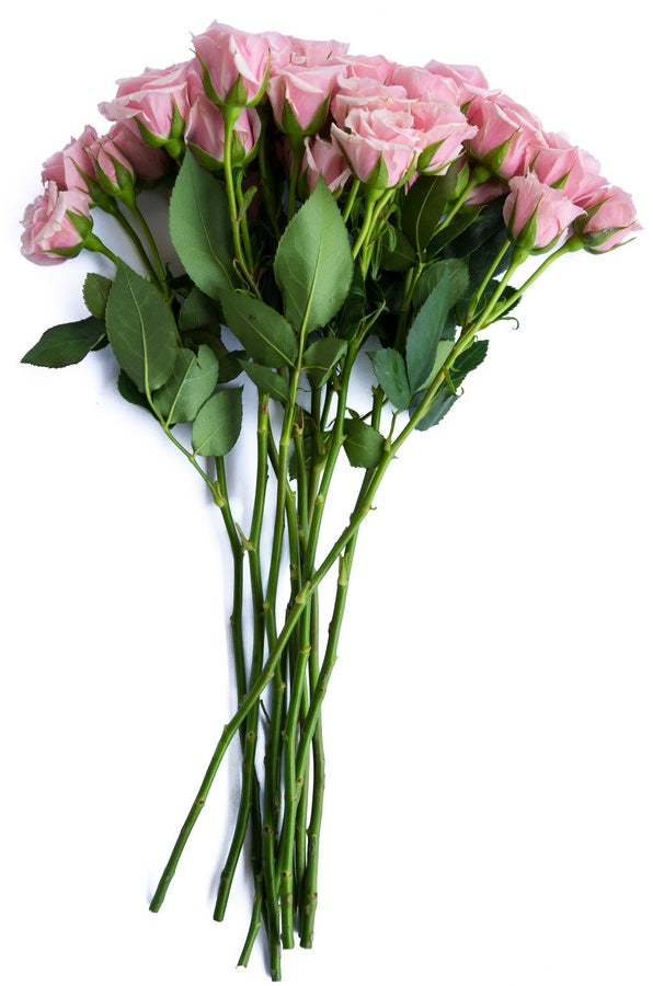 Light pink Spray roses