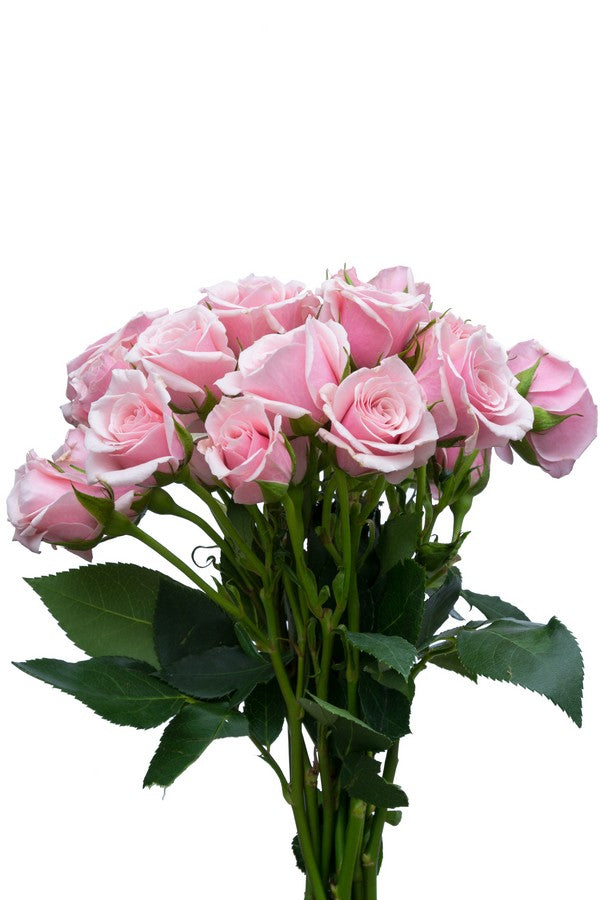 Light pink Spray roses