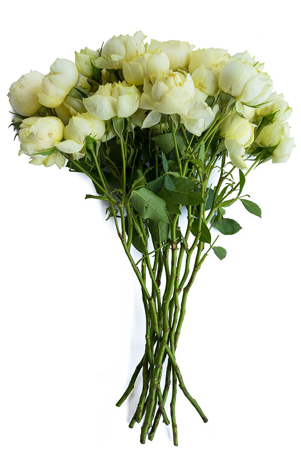 Creamy White | Spray Garden Rose