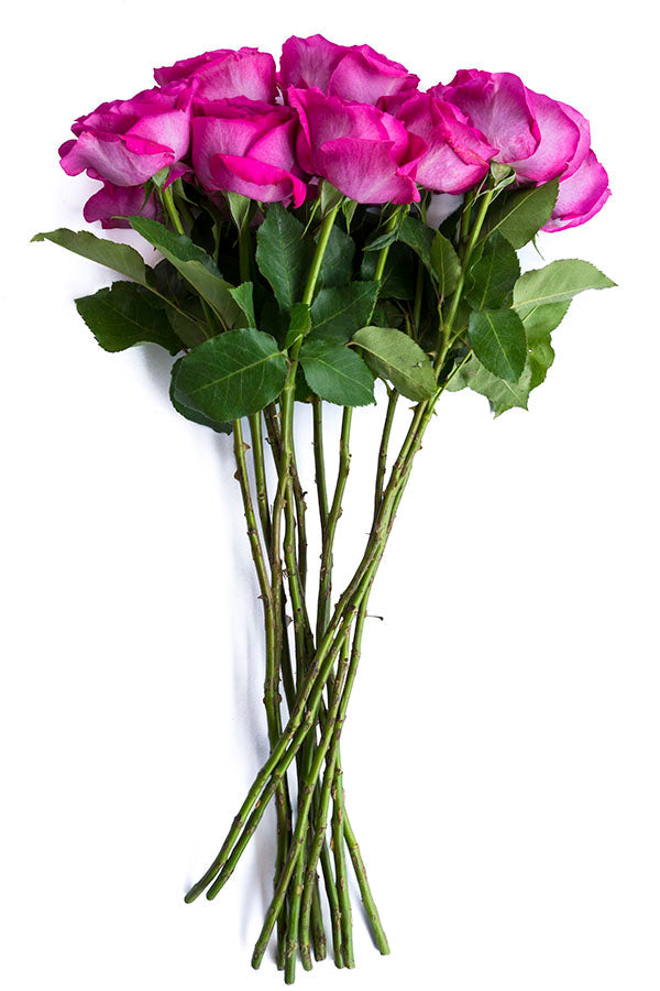 Shalimar Lavender Garden Rose