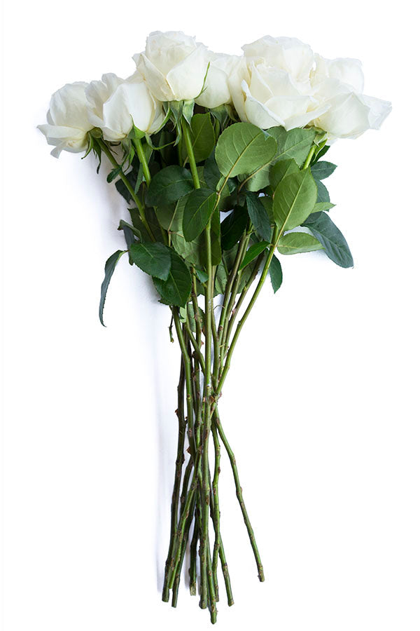 Jeanne Moreau Garden Rose