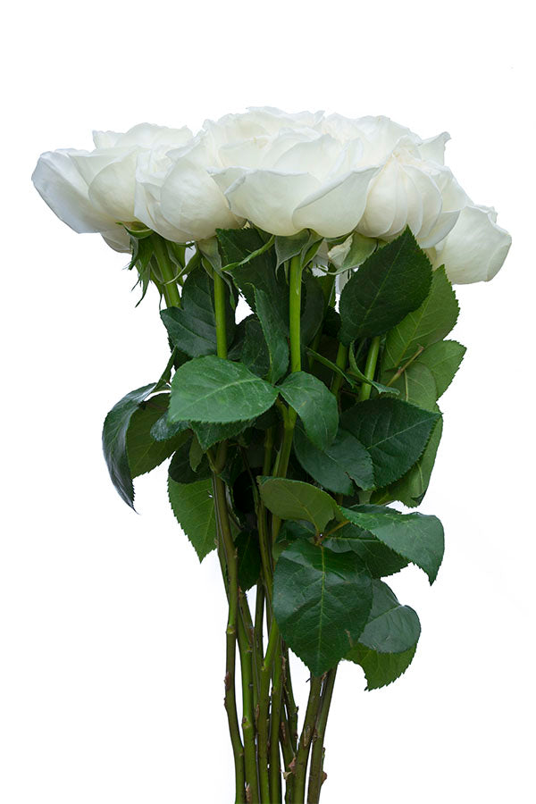 Jeanne Moreau Garden Rose