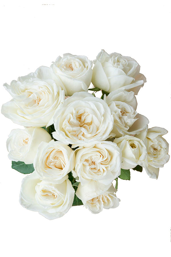 Jeanne Moreau Garden Rose