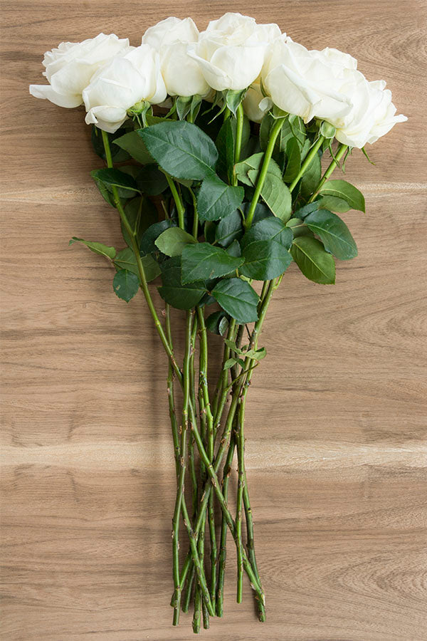 Jeanne Moreau Garden Rose