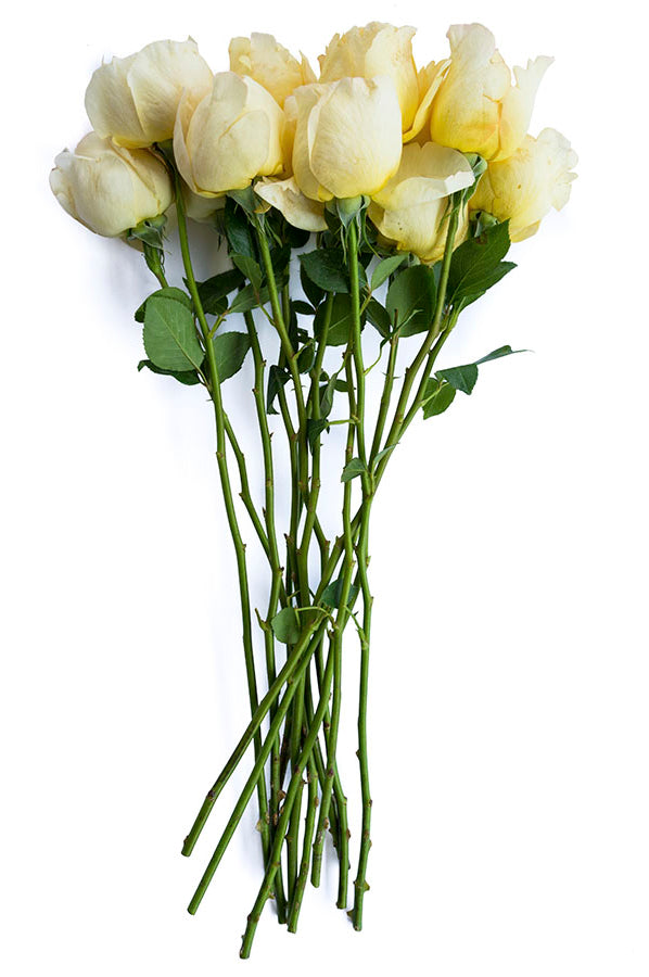 Vitality | White Garden Rose