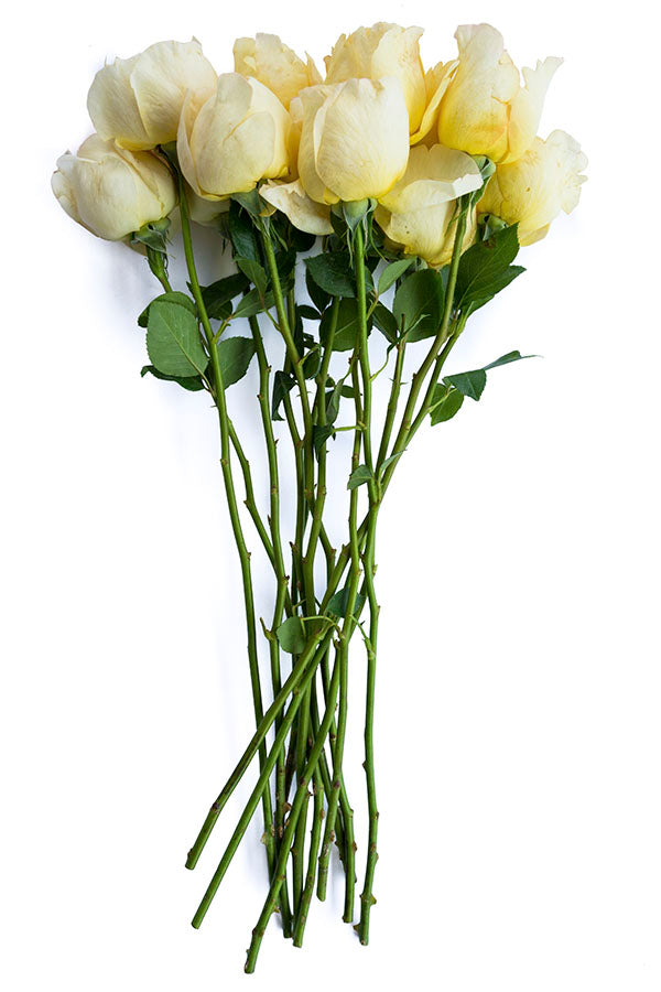 Vitality | White Garden Rose