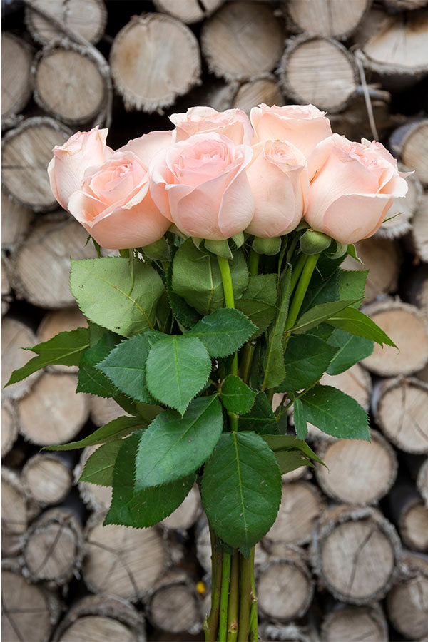 Engagement Pink Rose