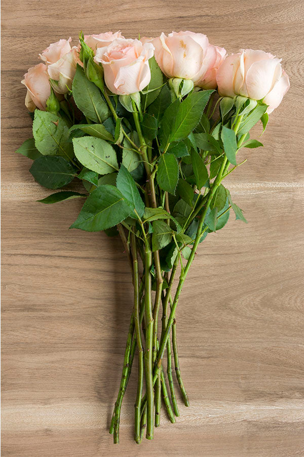 Engagement Pink Rose