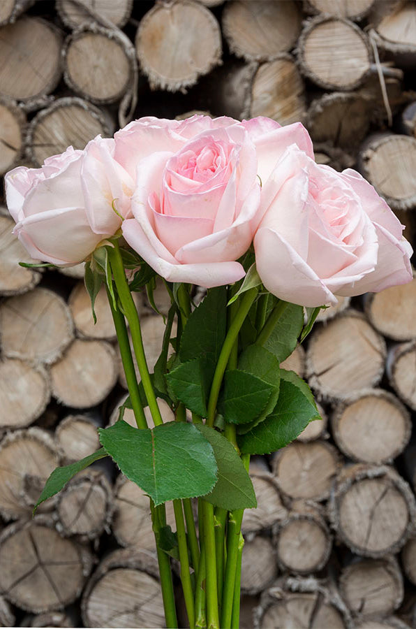 O’Hara Rose