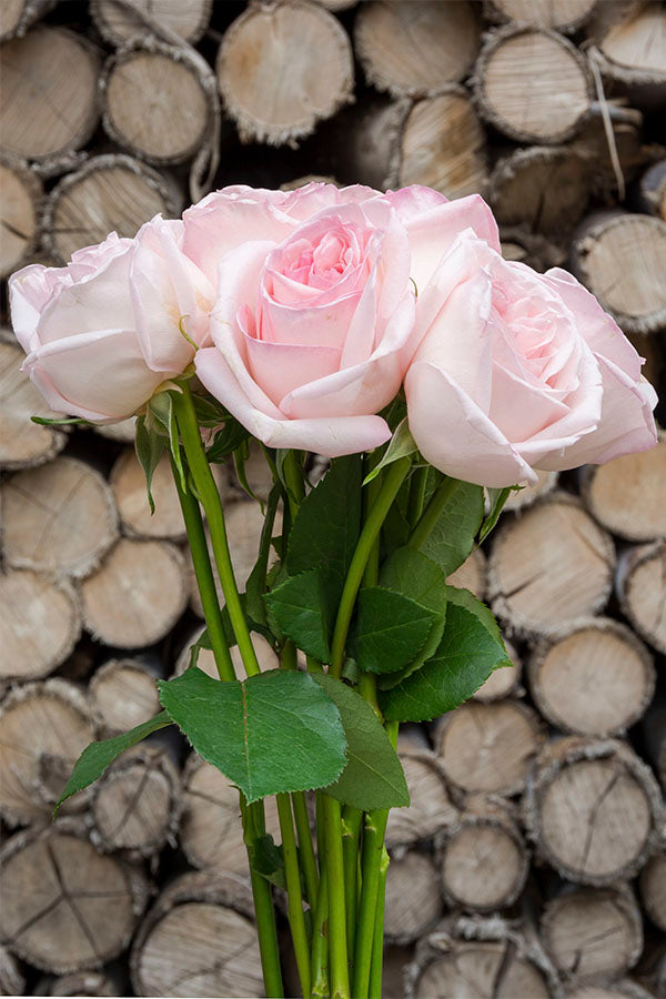 O’Hara Rose