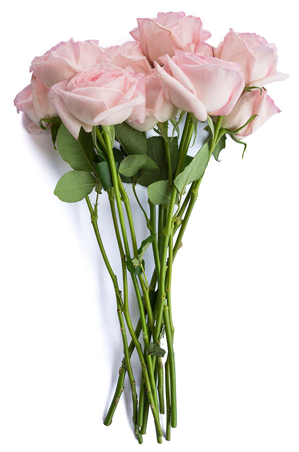 O’Hara Rose