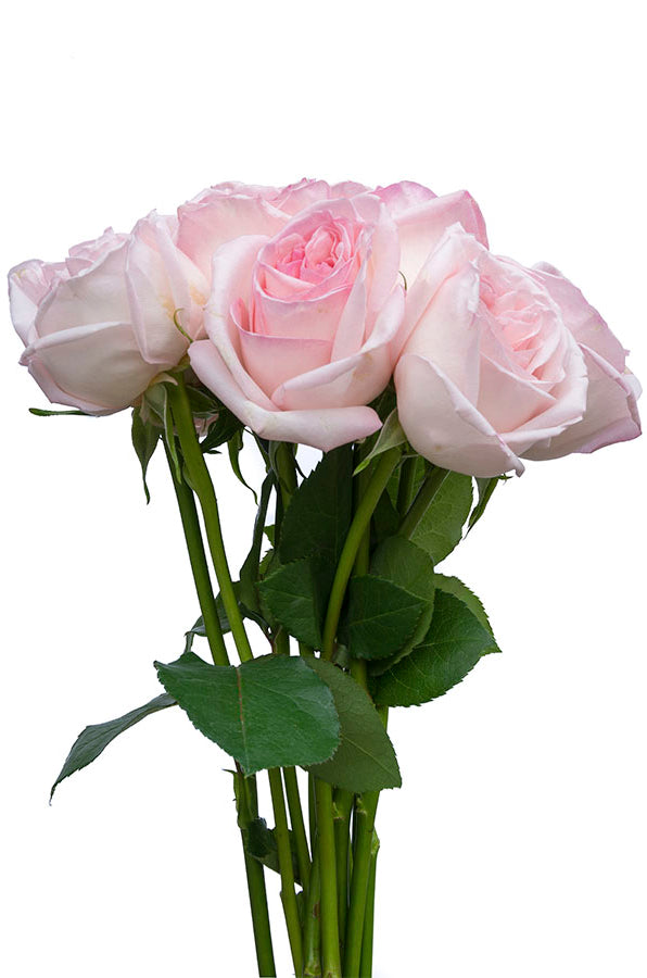 O’Hara Rose
