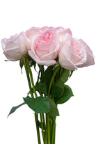 O’Hara Rose