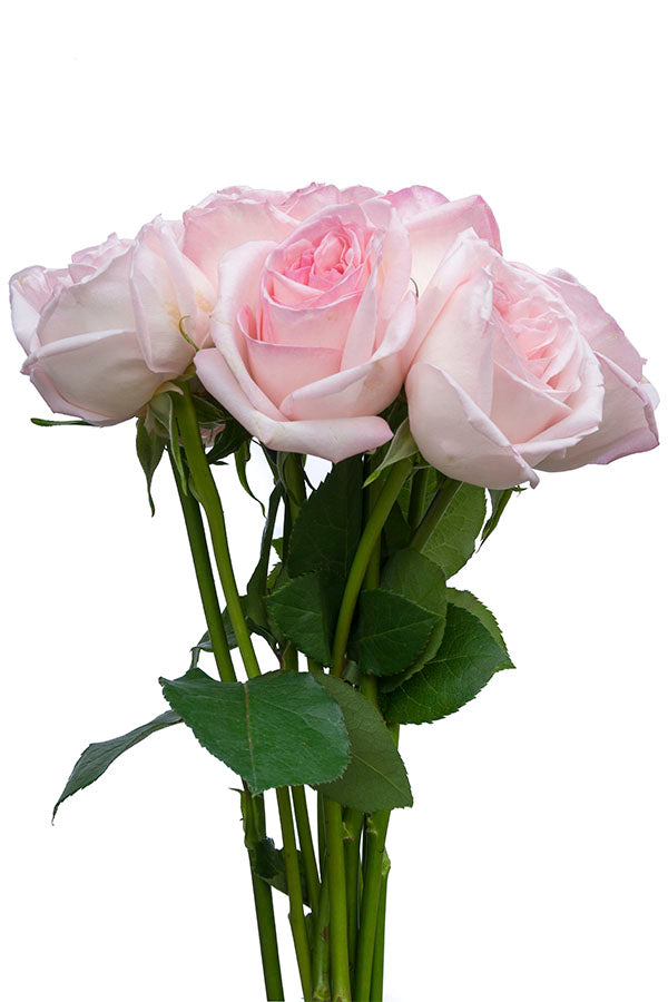 O’Hara Rose