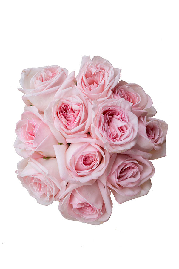 O’Hara Rose