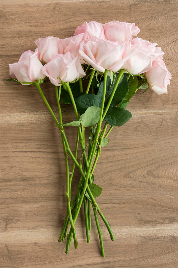 O’Hara Rose