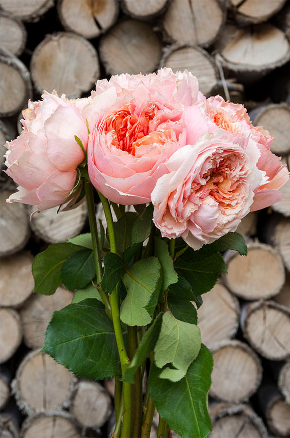 Salmanasar Graden Rose