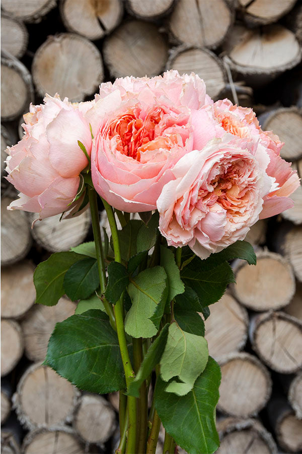 Salmanasar Graden Rose