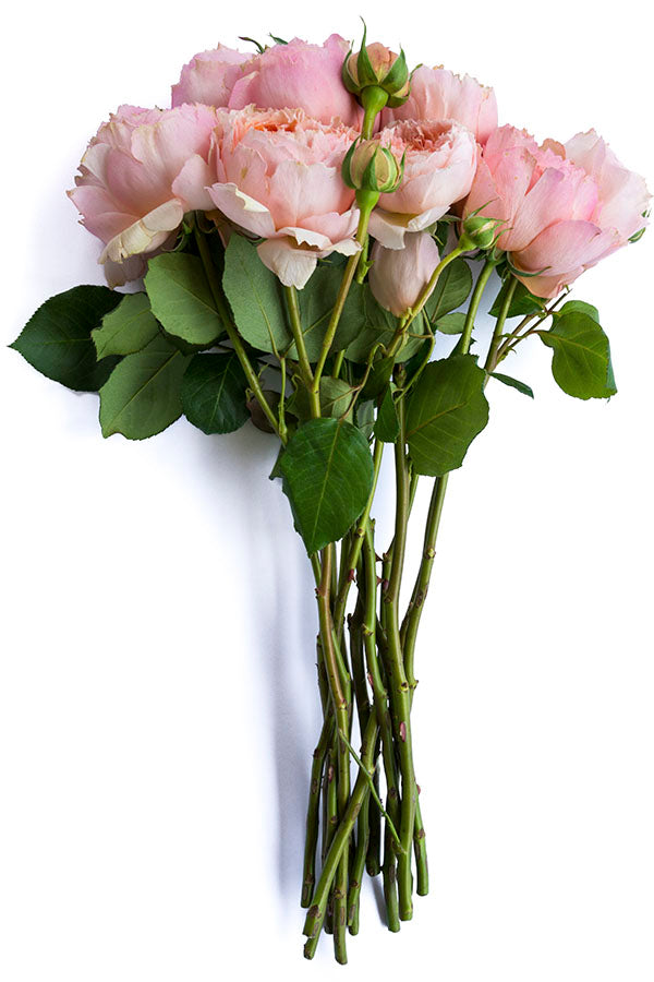 Salmanasar Graden Rose