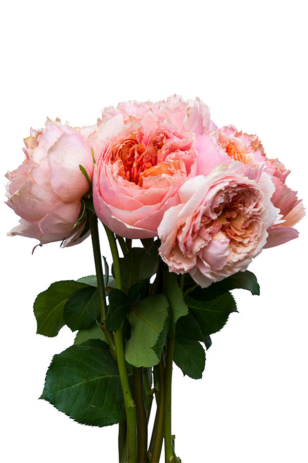 Salmanasar Graden Rose