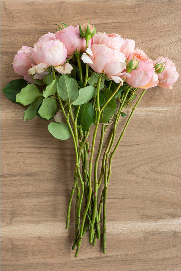 Salmanasar Graden Rose