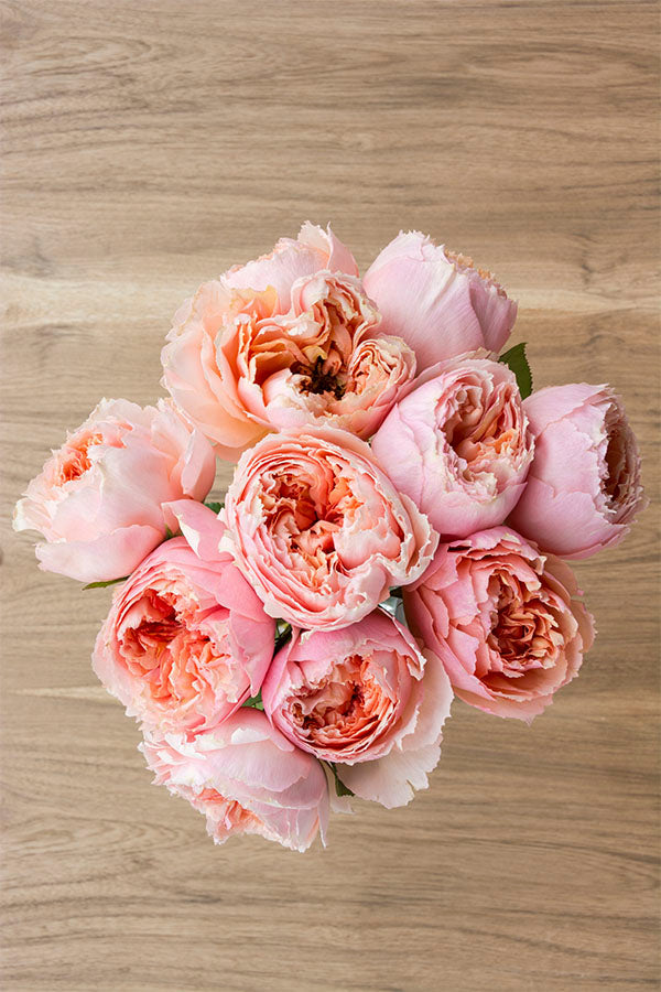 Salmanasar Graden Rose