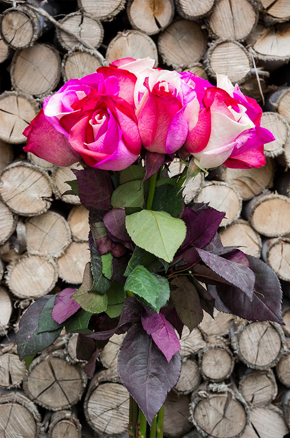 Cotton Candy Tinted Roses