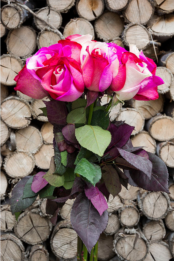 Cotton Candy Tinted Roses