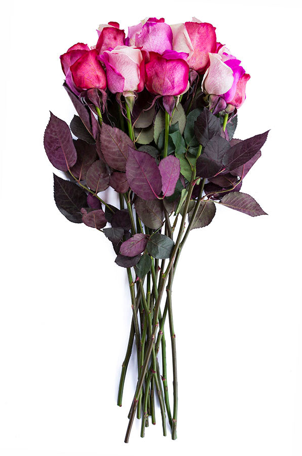 Cotton Candy Tinted Roses