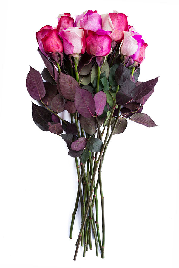 Cotton Candy Tinted Roses