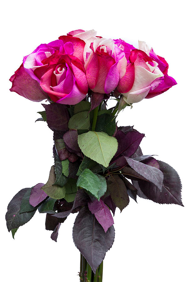 Cotton Candy Tinted Roses