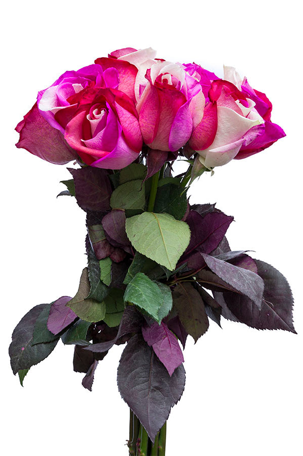 Cotton Candy Tinted Roses