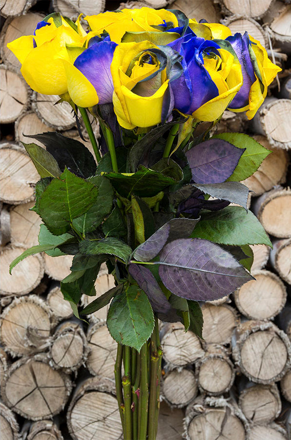 Purple & Yellow Tinted Rose