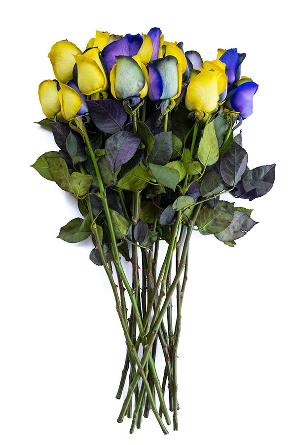Purple & Yellow Tinted Rose