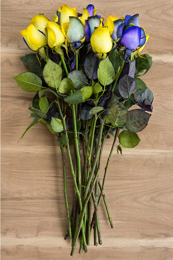 Purple & Yellow Tinted Rose