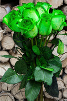 Green Tinted Rose