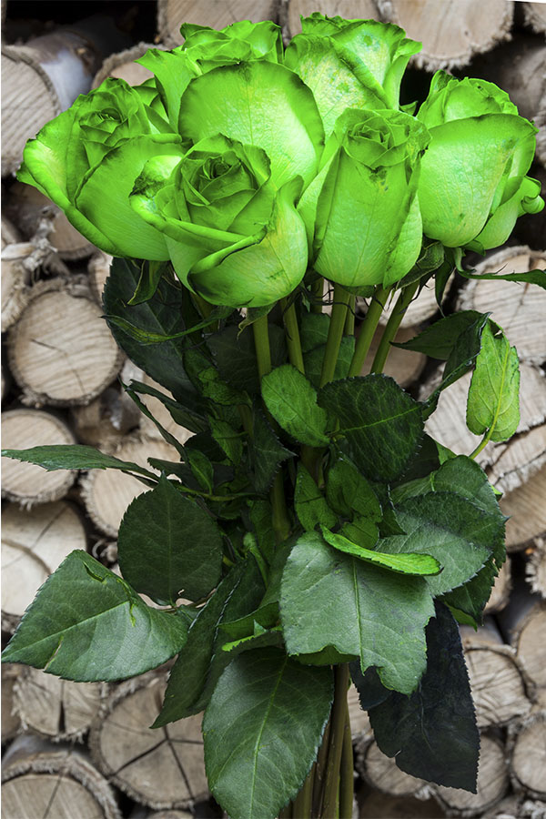 Green Tinted Rose