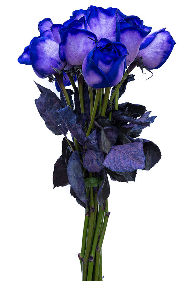 Purple Tinted Roses
