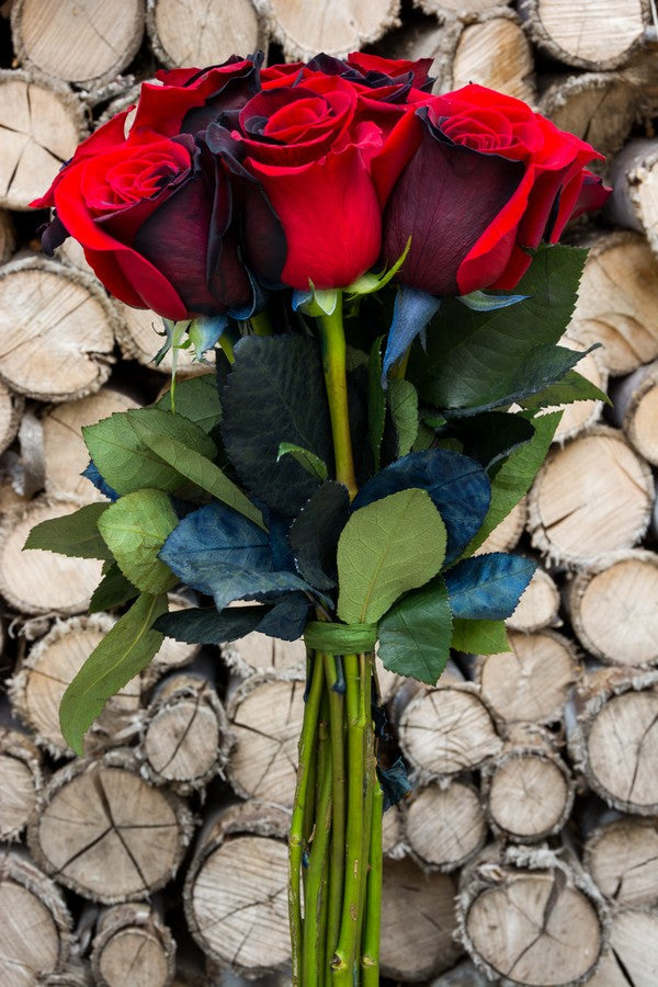Red and Black Tinted Roses - flowerexplosion.com