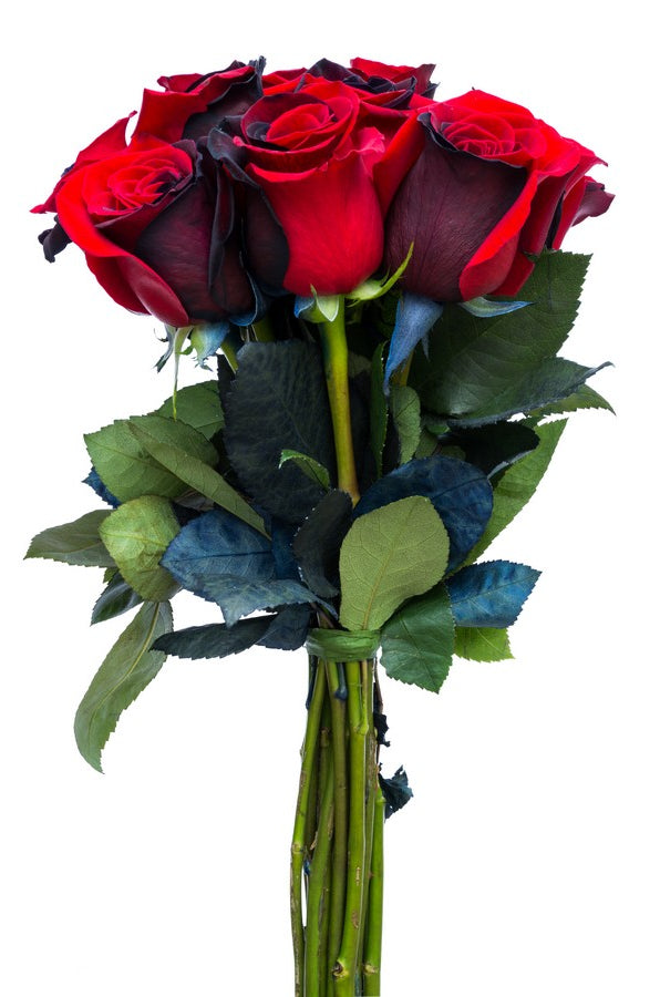 Red and Black Tinted Roses - flowerexplosion.com