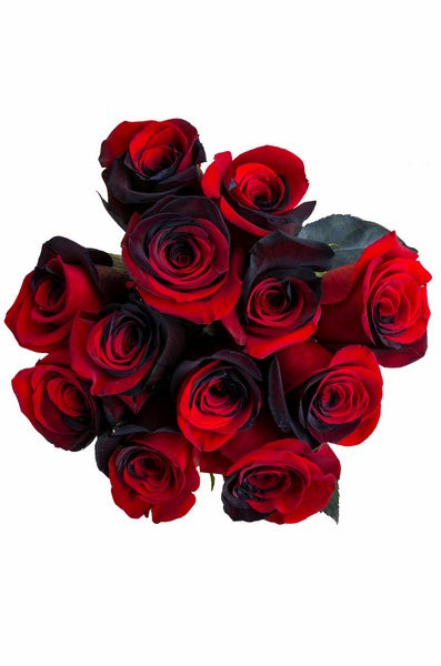 Red and Black Tinted Roses - flowerexplosion.com